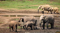 THIS VIDEO CLIP WILL BE AVAILABLE TO VIEW ONLINE SOON. TO VIEW NOW, PLEASE CONTACT US. - Family of African forest elephants (Loxodonta africana cyclotis) at a mineral hole, with other elephants passin...