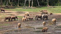 THIS VIDEO CLIP WILL BE AVAILABLE TO VIEW ONLINE SOON. TO VIEW NOW, PLEASE CONTACT US. - Wide-angle of African forest elephants (Loxodonta africana cyclotis) at mineral holes in a forest clearing, Dza...