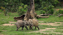 THIS VIDEO CLIP WILL BE AVAILABLE TO VIEW ONLINE SOON. TO VIEW NOW, PLEASE CONTACT US. - Two male African forest elephants (Loxodonta africana cyclotis) play sparring in a forest clearing, Dzanga Bai,...