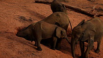THIS VIDEO CLIP WILL BE AVAILABLE TO VIEW ONLINE SOON. TO VIEW NOW, PLEASE CONTACT US. - Family of African forest elephants (Loxodonta africana cyclotis) gathering at a mineral dig and moving in to fe...