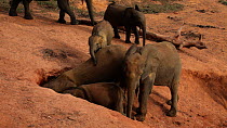 THIS VIDEO CLIP WILL BE AVAILABLE TO VIEW ONLINE SOON. TO VIEW NOW, PLEASE CONTACT US. - Family of African forest elephants (Loxodonta africana cyclotis) gathered at a mineral dig, feeding, with other...