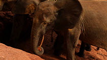 THIS VIDEO CLIP WILL BE AVAILABLE TO VIEW ONLINE SOON. TO VIEW NOW, PLEASE CONTACT US. - Family of African forest elephants (Loxodonta africana cyclotis) gathered at a mineral dig, feeding, with one e...