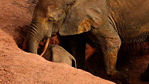 THIS VIDEO CLIP WILL BE AVAILABLE TO VIEW ONLINE SOON. TO VIEW NOW, PLEASE CONTACT US. - Family of African forest elephants (Loxodonta africana cyclotis) gathered at a mineral dig, feeding, Bai Hokou,...