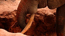 THIS VIDEO CLIP WILL BE AVAILABLE TO VIEW ONLINE SOON. TO VIEW NOW, PLEASE CONTACT US. - African forest elephant (Loxodonta africana cyclotis) feeding at a mineral dig, Bai Hokou, Dzanga-Ndoki Nationa...