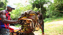THIS VIDEO CLIP WILL BE AVAILABLE TO VIEW ONLINE SOON. TO VIEW NOW, PLEASE CONTACT US. - Two men surrounded by a swam of bees finish packing a motorcycle with primate bushmeat and drive off, Lidjombo...