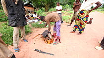 THIS VIDEO CLIP WILL BE AVAILABLE TO VIEW ONLINE SOON. TO VIEW NOW, PLEASE CONTACT US. - Hunter packing his backpack with bushmeat to sell at market in Bayanga, Lidjombo forest road near Dzanga-Ndoki...