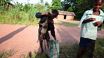 THIS VIDEO CLIP WILL BE AVAILABLE TO VIEW ONLINE SOON. TO VIEW NOW, PLEASE CONTACT US. - Boy collects African brush-tailed porcupine (Atherurus africanus) bushmeat and puts it in a bag, Lidjombo fores...