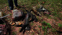 THIS VIDEO CLIP WILL BE AVAILABLE TO VIEW ONLINE SOON. TO VIEW NOW, PLEASE CONTACT US. - Hunters unload primate bushmeat catch from rucksack, including Putty-nosed monkey (Cercopithecus nictitans nict...