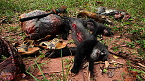 THIS VIDEO CLIP WILL BE AVAILABLE TO VIEW ONLINE SOON. TO VIEW NOW, PLEASE CONTACT US. - Primate bushmeat catch, including Putty-nosed monkey (Cercopithecus nictitans nictitans), Lidjombo forest road...