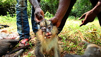 THIS VIDEO CLIP WILL BE AVAILABLE TO VIEW ONLINE SOON. TO VIEW NOW, PLEASE CONTACT US. - Hunters holding up primate bushmeat to camera, including Crowned monkey (Cercopithecus pogonias pogonias) and P...