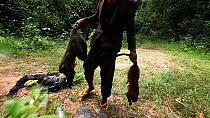 THIS VIDEO CLIP WILL BE AVAILABLE TO VIEW ONLINE SOON. TO VIEW NOW, PLEASE CONTACT US. - Hunter adding two dead Putty-nosed monkeys (Cercopithecus nictitans nictitans) to a rucksack already containing...