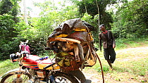 THIS VIDEO CLIP WILL BE AVAILABLE TO VIEW ONLINE SOON. TO VIEW NOW, PLEASE CONTACT US. - Static shot of a motorcycle packed with primate bushmeat, including Putty nosed monkey (Cercopithecus nictitans...