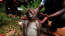 THIS VIDEO CLIP WILL BE AVAILABLE TO VIEW ONLINE SOON. TO VIEW NOW, PLEASE CONTACT US. - Man holding up a dead Agile mangabey (Cercocebus agilis) to the camera before loading it onto a bushmeat pile o...