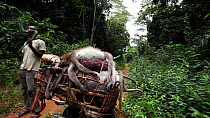 THIS VIDEO CLIP WILL BE AVAILABLE TO VIEW ONLINE SOON. TO VIEW NOW, PLEASE CONTACT US. - Men standing around smoking near a dead Agile mangabey (Cercocebus agilis) on top of a bushmeat pile strapped t...
