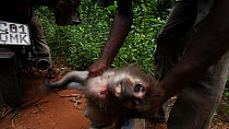 THIS VIDEO CLIP WILL BE AVAILABLE TO VIEW ONLINE SOON. TO VIEW NOW, PLEASE CONTACT US. - Man places purchased dead Agile mangabey (Cercocebus agilis) into a bag in readiness for motorbike taxi departu...