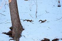 Japanese Squirrels (Sciurus lis) in courtship chase, Yatsugakake-Mt, Nogano, Japan, February