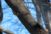 Japanese Squirrels (Sciurus lis) in courtship chase, Yatsugakake-Mt, Nogano, Japan, February