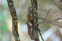 Japanese Squirrels (Sciurus lis) mating, Yatsugakake-Mt, Nogano, Japan, February
