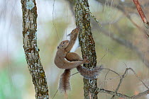 Japanese Squirrels (Sciurus lis) mating, Yatsugakake-Mt, Nogano, Japan, February