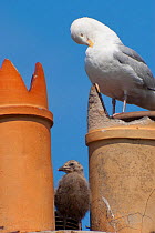 Herring gull (Larus argentatus) with adult grooming itself, chick amongst chimneys, on rooftop, Bridgewater, UK, June