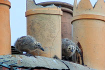 Herring gull (Larus argentatus) chicks amongst chimneys, on rooftop, Bridgewater, UK, June