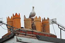 Herring gull (Larus argentatus) adult with chick amongst chimneys, on rooftop, Bridgewater, UK, June