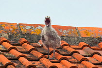 Herring gull (Larus argentatus) chick calling on rooftop, Bridgewater, UK, June