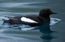 Black Guillemot or Tystie (Cepphus grylle) swimming profile, Svalbard, Norway, July