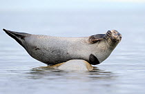 Ringed seal (Pusa hispida) hauled out on small rock, Svalbard, Norway