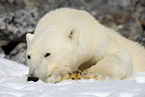 Polar Bear (Ursus maritimus) resting on snow, Svalbard, Norway