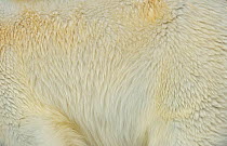 Polar Bear (Ursus maritimus) fur detail, Svalbard, Norway