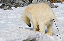 Polar Bear (Ursus maritimus) defecating whilst standing on ice, Svalbard, Norway