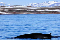Fin whale (Balaenoptera physalus) at surface, Svalbard, Norway, July