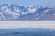 Minke whale (Balaenoptera acutorostrata) surfacing near coastal ice, Svalbard, Norway, July