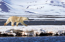 Polar Bear (Ursus maritimus) walking along ice shoreline, Svalbard, Norway, July