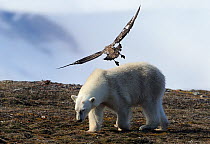 Polar Bear (Ursus maritimus)  mobbed by possibly a Skua, Svalbard, Norway, July