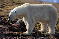 Polar Bear (Ursus maritimus) feeding on eggs possibly  taken from Skua's nest, Svalbard, Norway, July