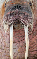 RF- Walrus (Odobenus rosmaris) close up head portrait, Svalbard, Norway. (This image may be licensed either as rights managed or royalty free.)