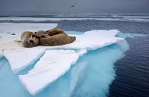 Walrus (Odobenus rosmaris) small group resting on ice floe, Svalbard, Norway, July