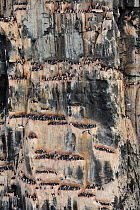 Brunnich's Guillemot (Uria lomvia) mass nesting colony at Bird Rock, Svalbard, Norway, July