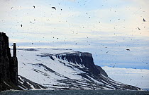 Mixed bird species in flight above coastal waters of Svalbard, Norway, July 2011