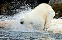 Polar Bear (Ursus maritimus) shaking off water at ice edge, Svalbard, Norway