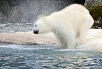 RF- Polar Bear (Ursus maritimus) shaking off water at ice edge, Svalbard, Norway. (This image may be licensed either as rights managed or royalty free.)