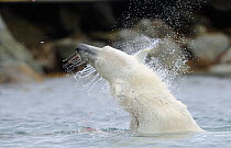 Polar Bear (Ursus maritimus) shaking off water at surface, Svalbard, Norway