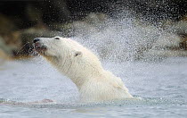 Polar Bear (Ursus maritimus) shaking off water at surface, Svalbard, Norway