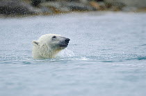 Polar Bear (Ursus maritimus) shaking water off head at surface, Svalbard, Norway