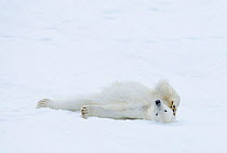 Polar Bear (Ursus maritimus) rolling around on snow and ice, Svalbard, Norway