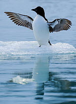 Brunnich's Guillemot (Uria lomvia) stretching wings on small ice floe, Svalbard, Norway, July
