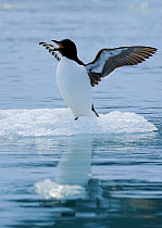 Brunnich's Guillemot (Uria lomvia) stretching wings and calling on small ice floe, Svalbard, Norway, July