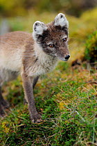 Arctic fox (Alopex lagopus) head portrait, Svalbard, Norway